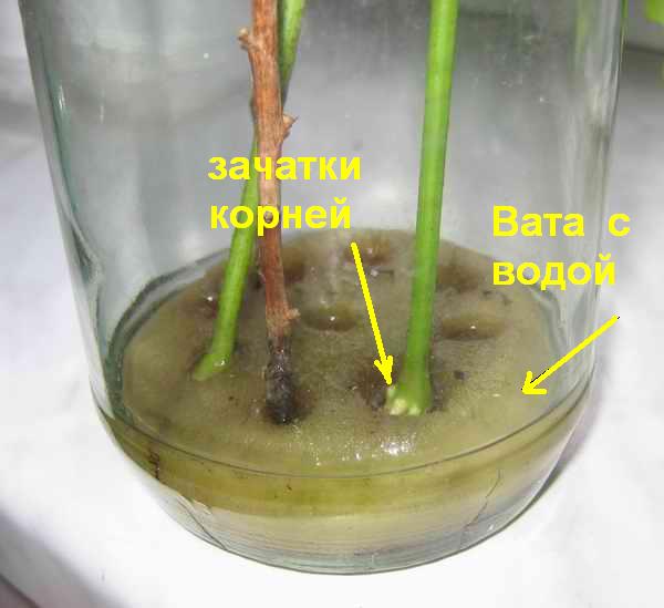 Rooting sa succinic acid