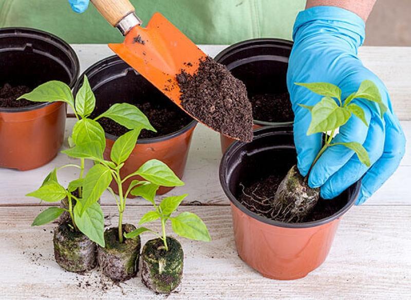 Omlastning av paprika frøplanter i stedet for å plukke