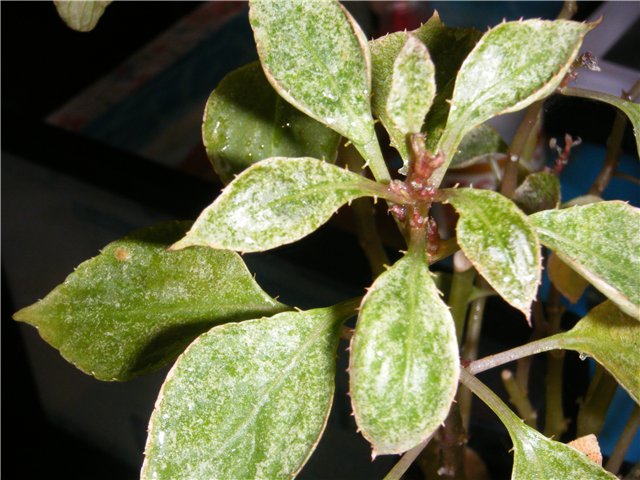 Spider mite