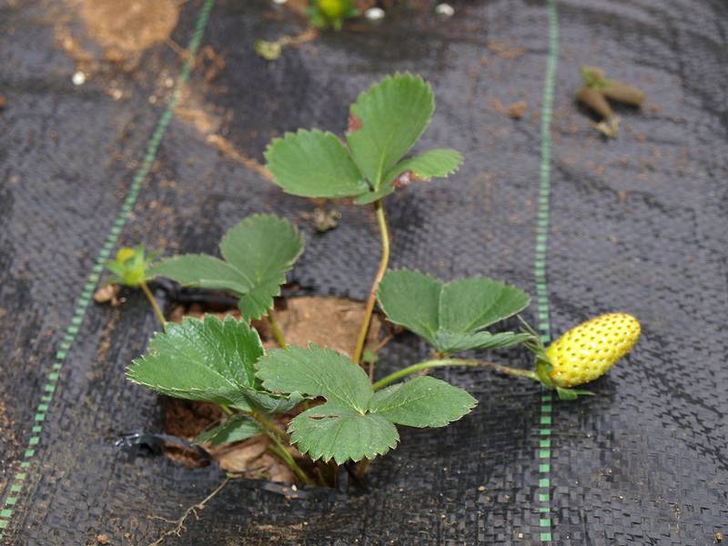 Nuttige eigenschappen van aardbeibladeren