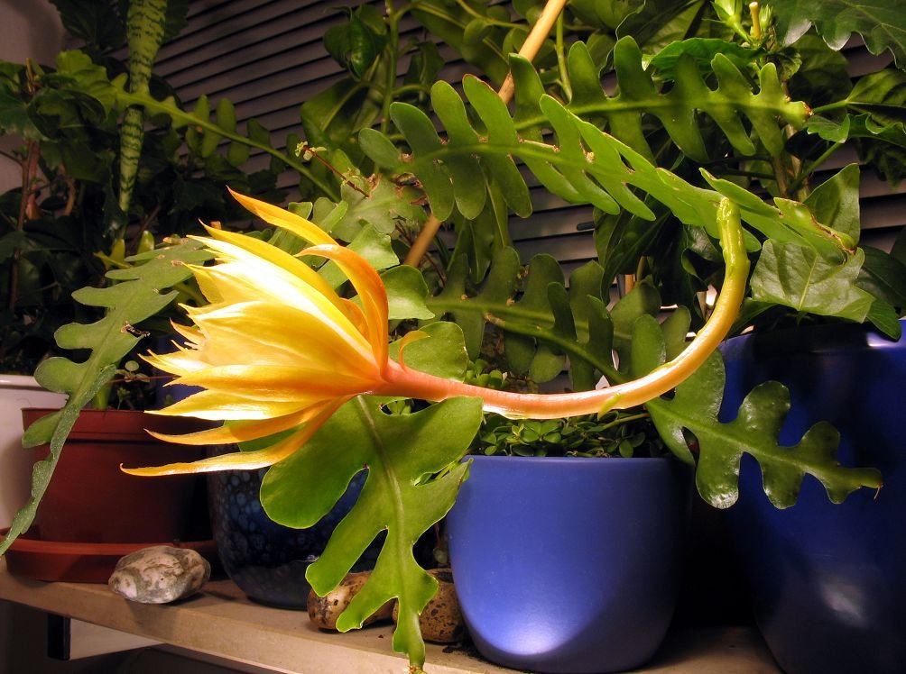 Ang anggulo ng epiphyllum