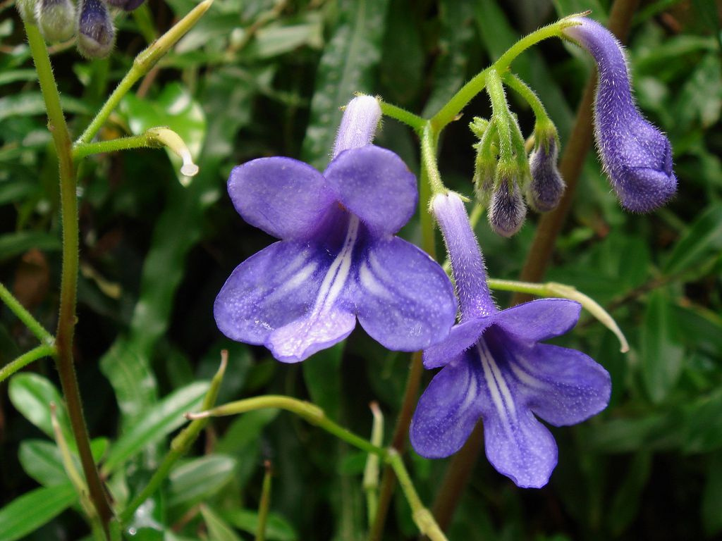 Wendland Streptocarpus