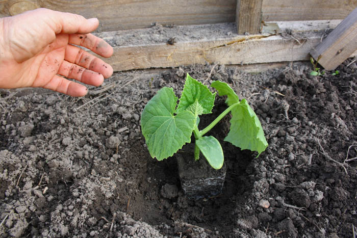 Het planten van komkommerzaailingen in open grond