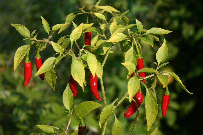 Cayenne paminta