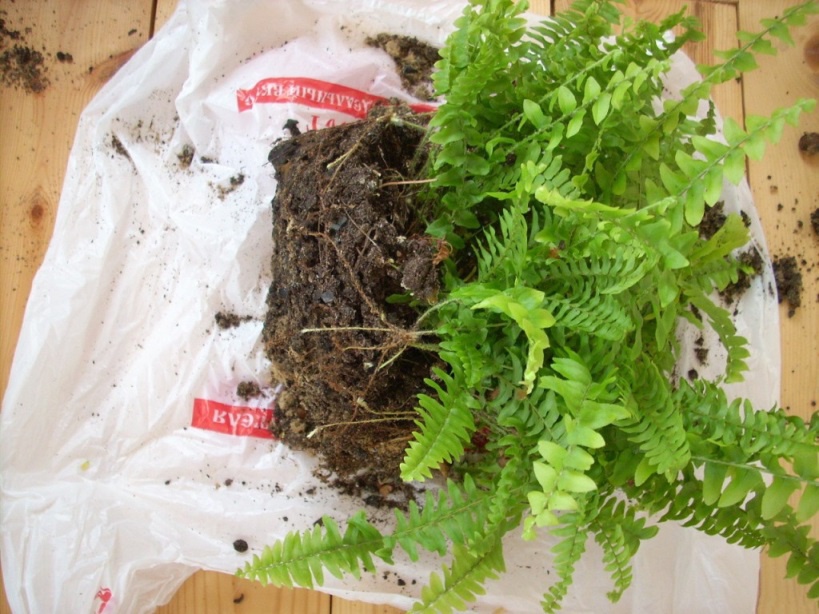 Fern transplantatie