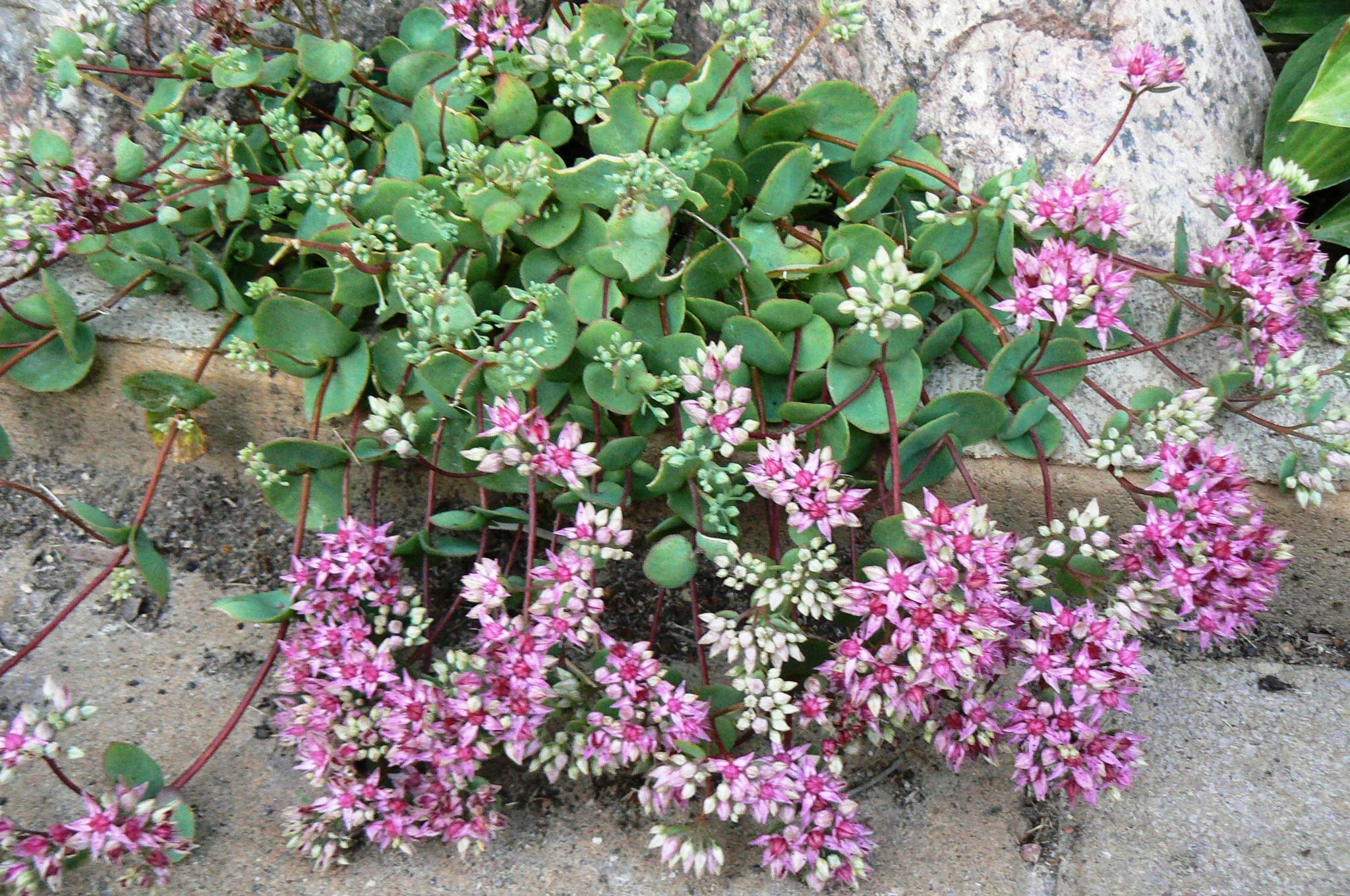 Sedum ewersii