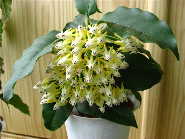 Hoya multiflora