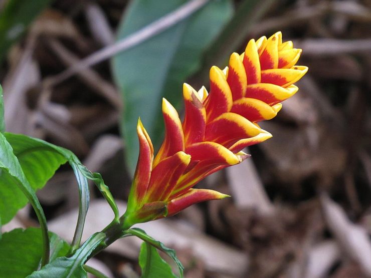 Aphelandra