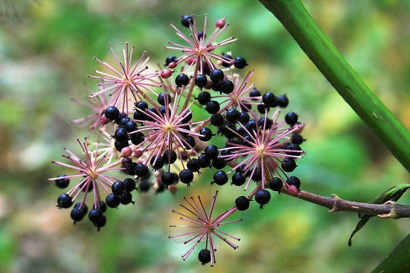 Aralia