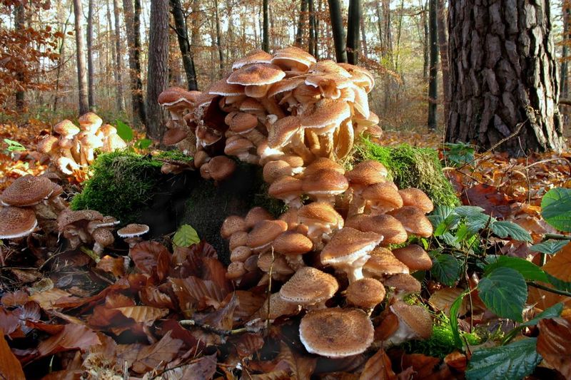 Kjære agaric