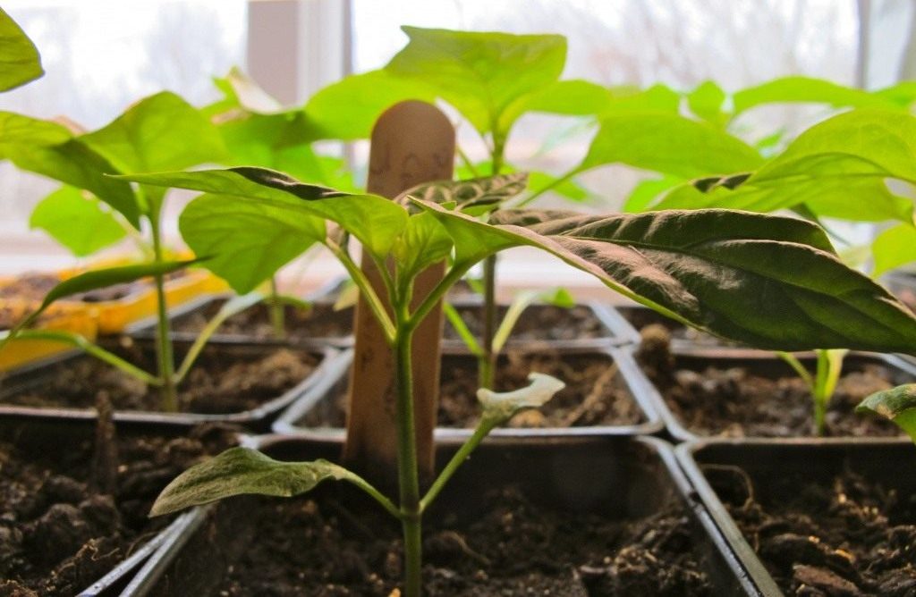 Pepperfrøplanter