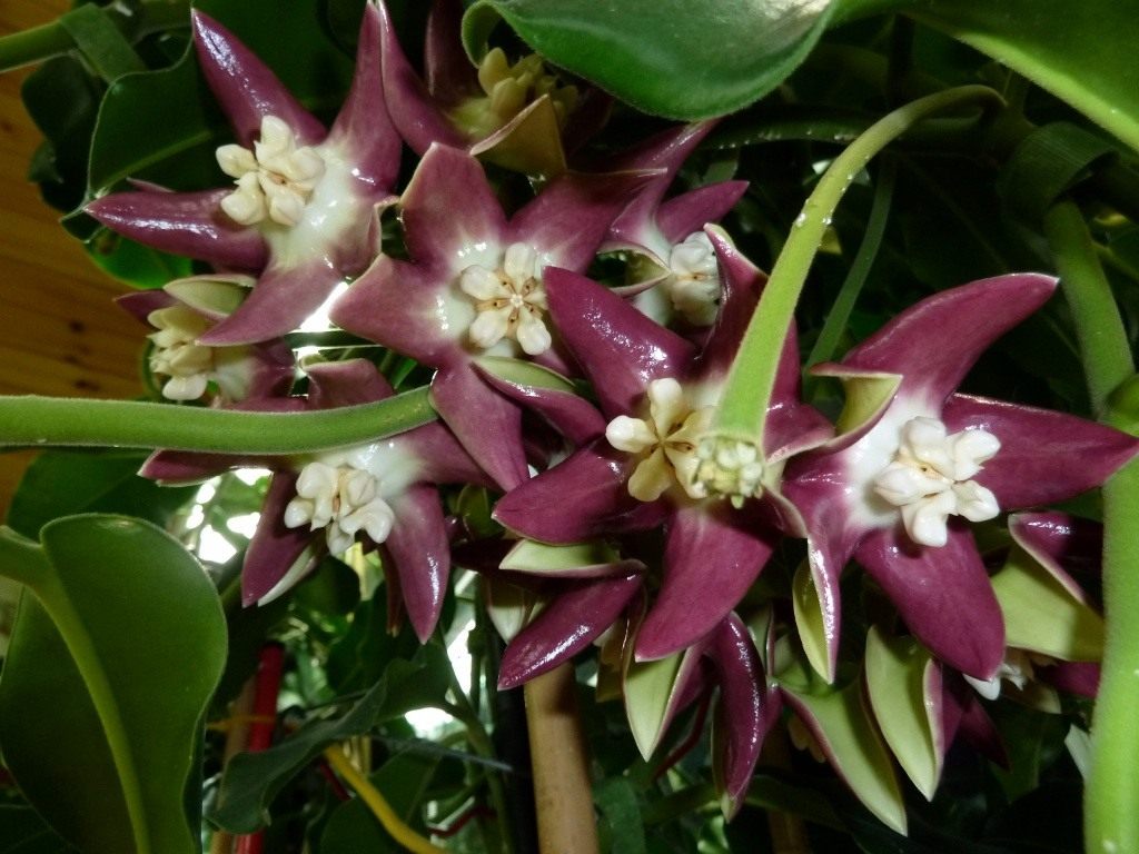 Majestueuze hoya