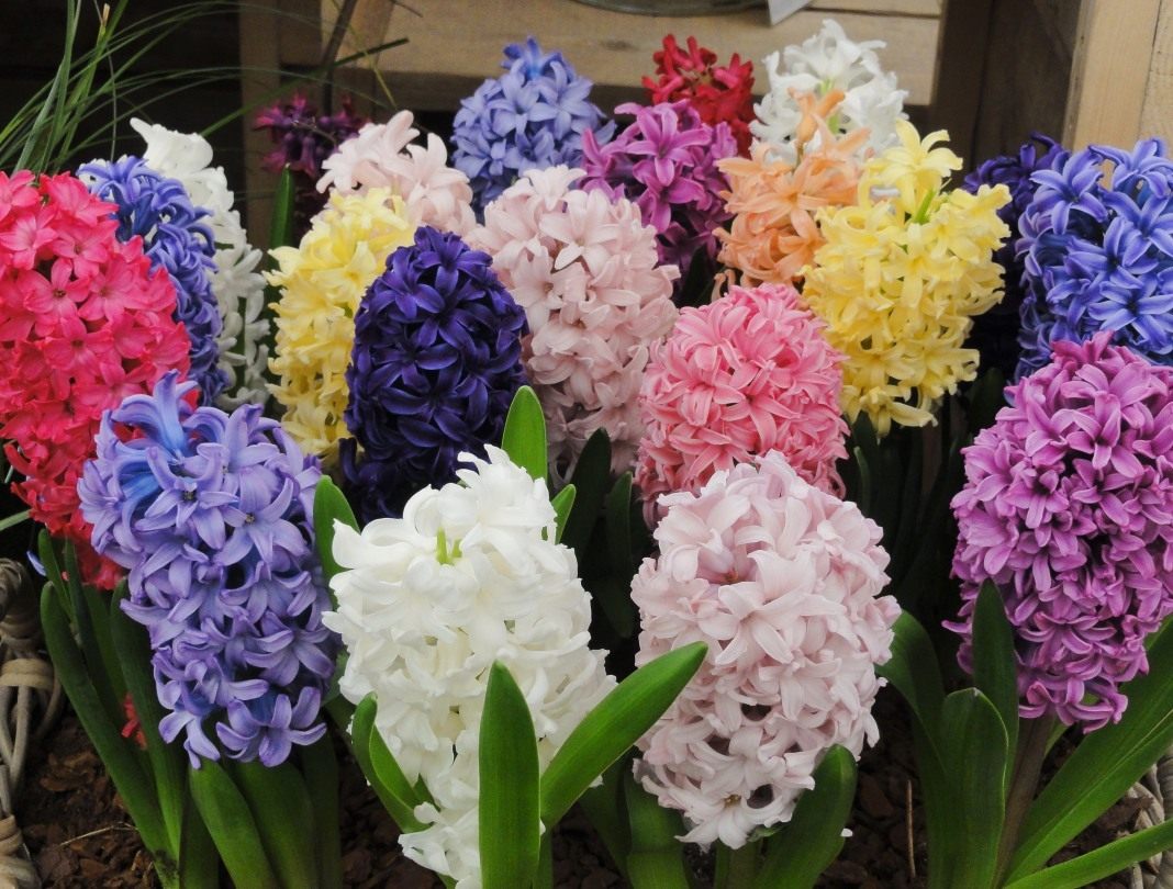 Hyacinth