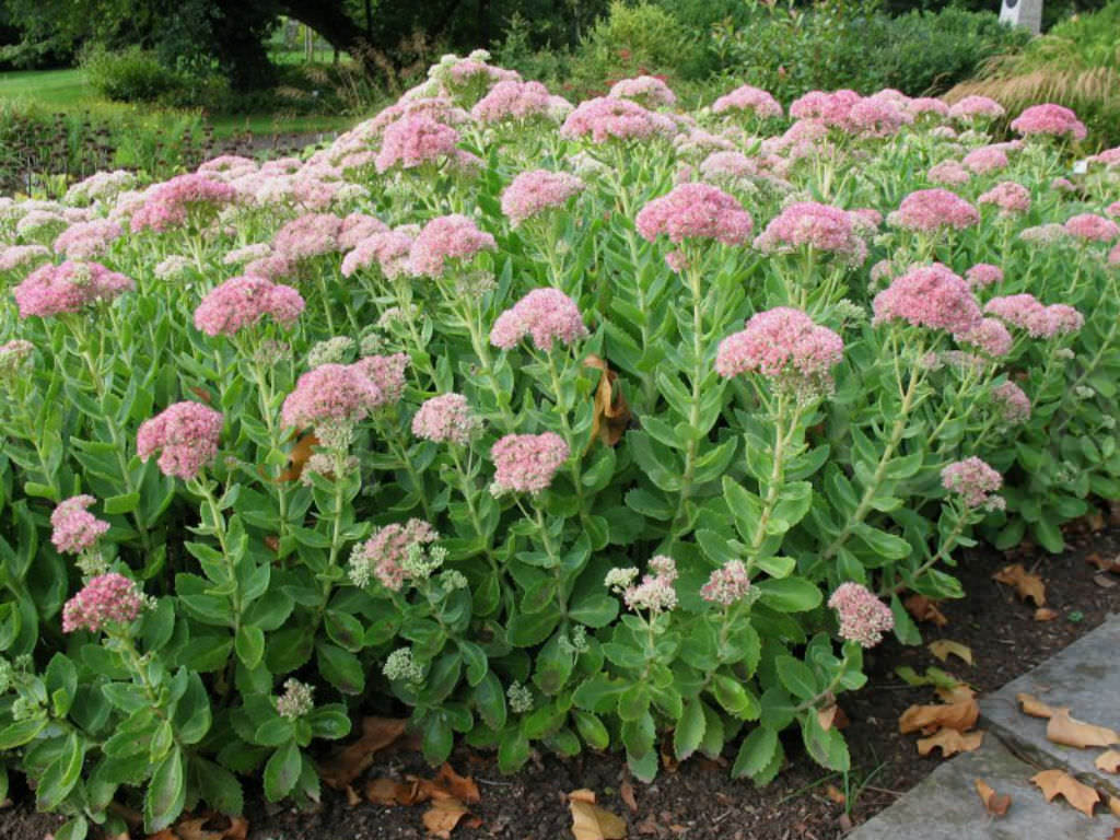 Sedum telephium