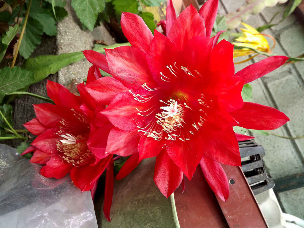 Ackerman Epiphyllum