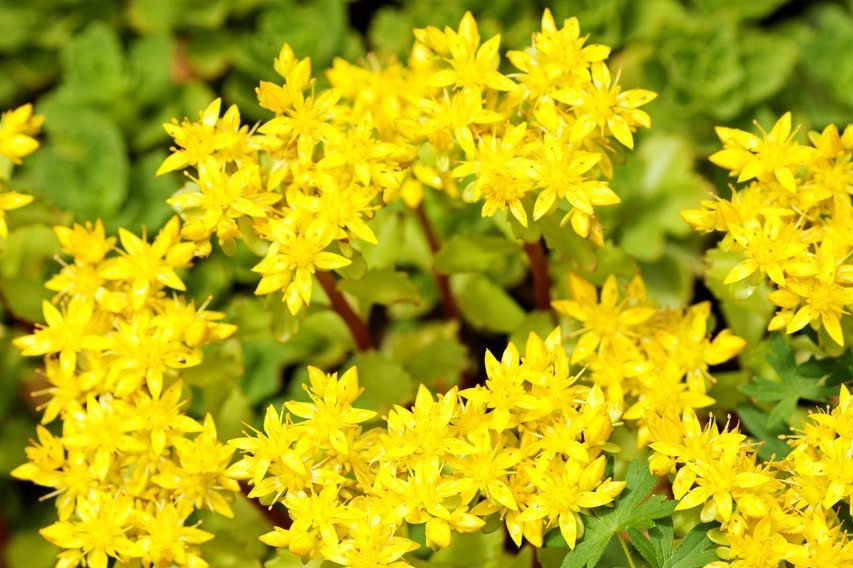 Sedum dekar