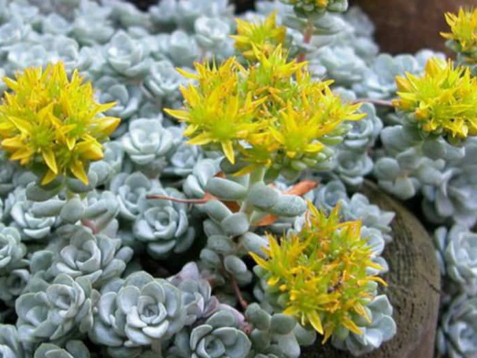 Sedum spathulifolium