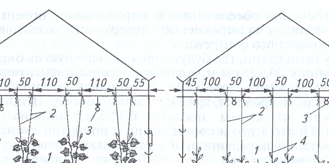 Typer av espalier