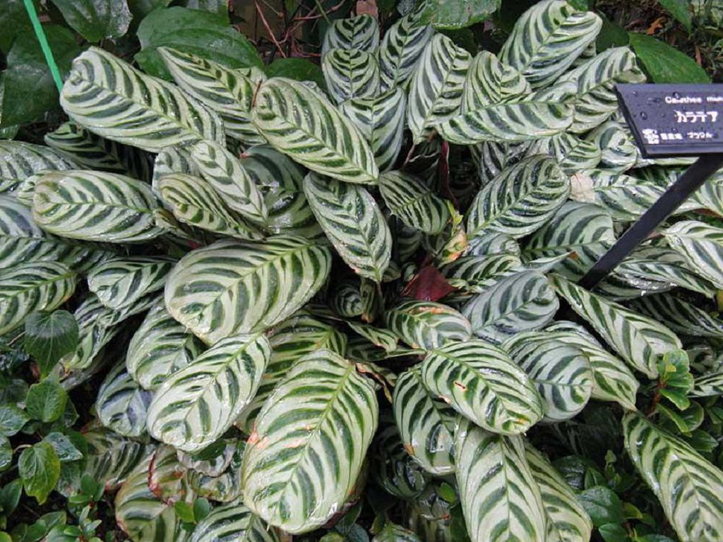 Calathea Makoya