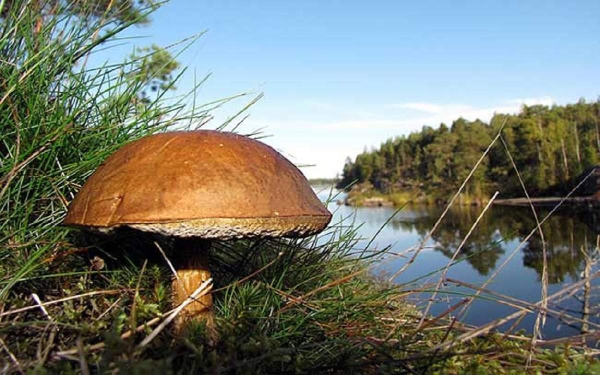 Boletus