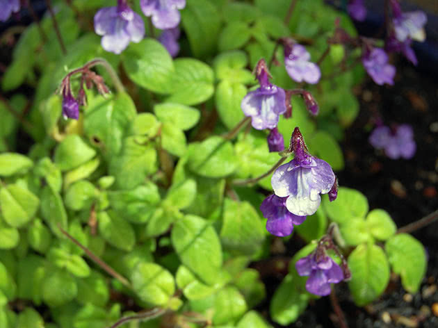 Streptocarpus primrose