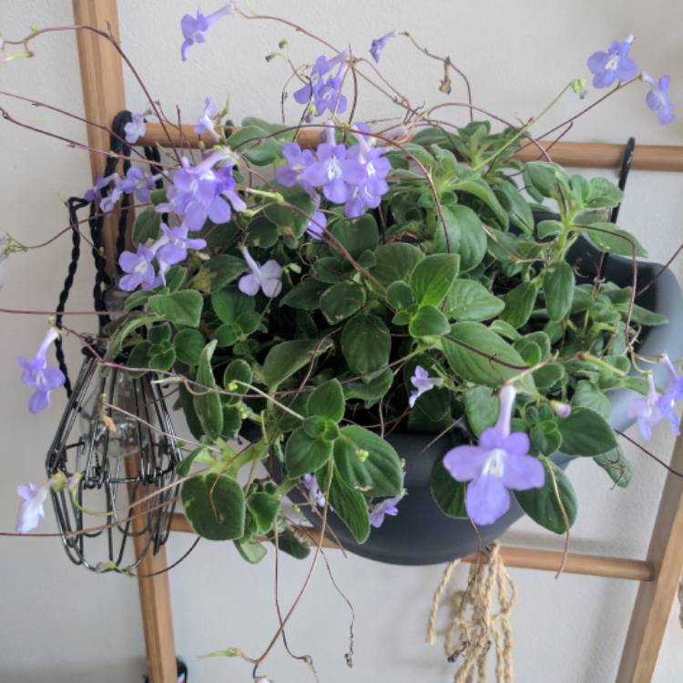 Rock Streptocarpus