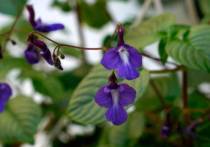 Streptocarpus stengelvormend