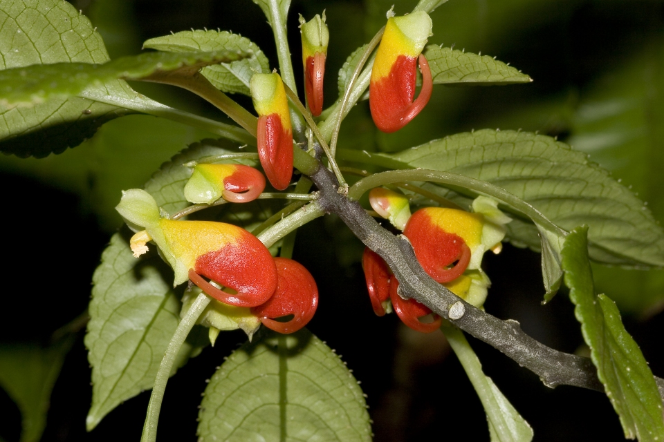 Saltlignende balsam