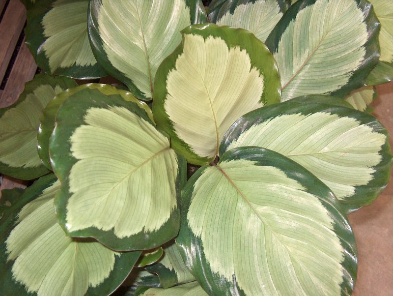 Calathea geschilderd