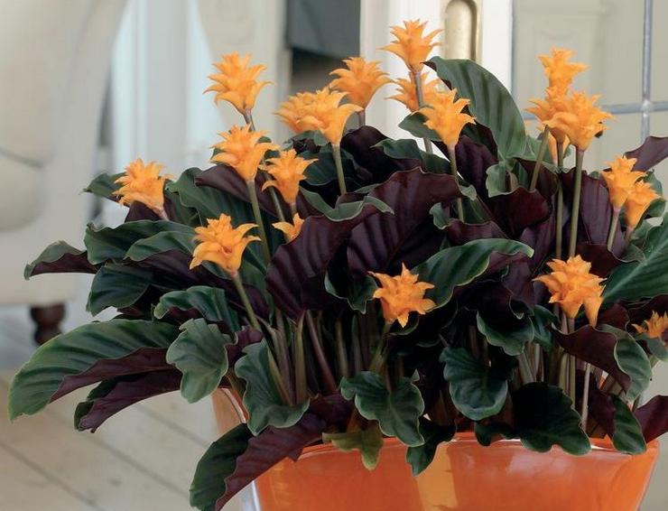 Saffron Calathea