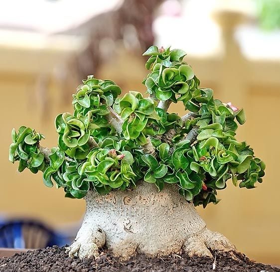 Miniatuur adenium