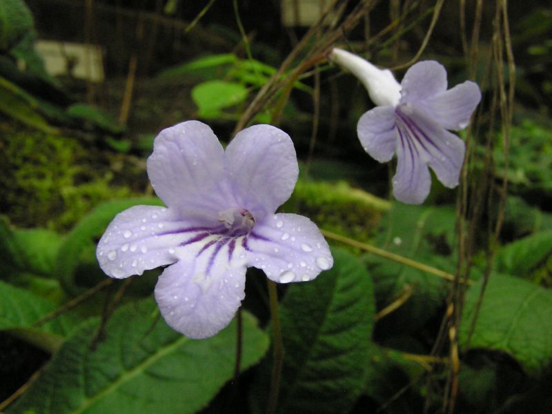 Streptocarpus johans