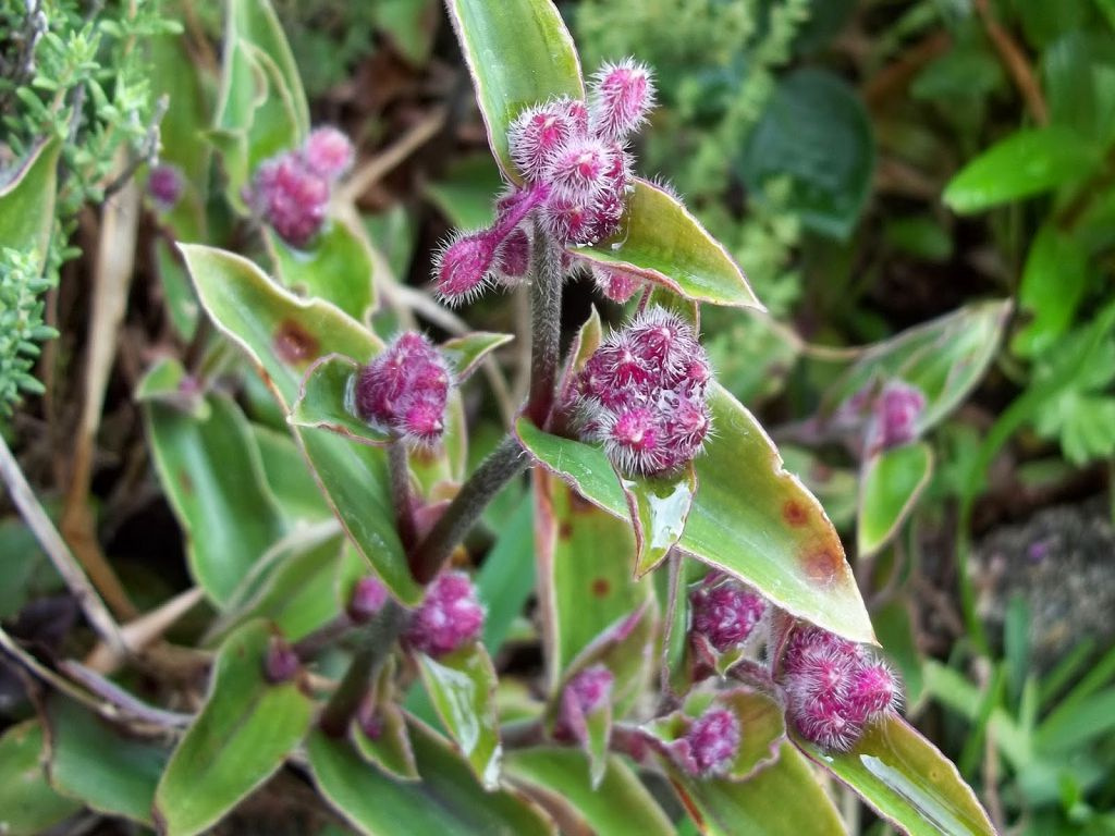 Tradescantia Blossfeld