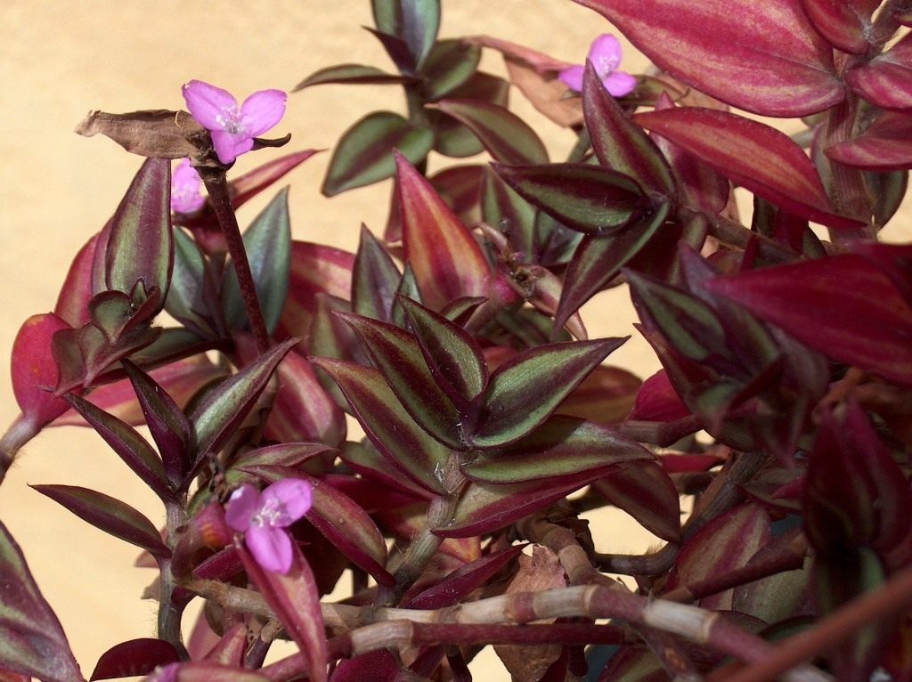 Tradescantia zebrin