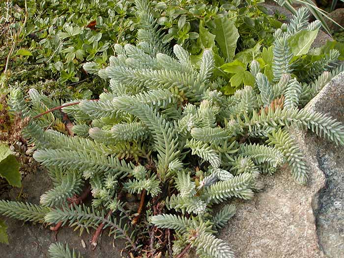 Sedum ochroleucum