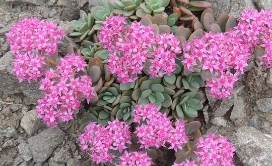 Sedum cyaneum