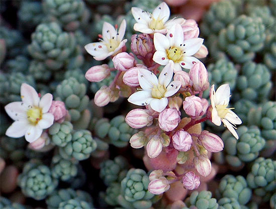 Sedum dasyphyllum