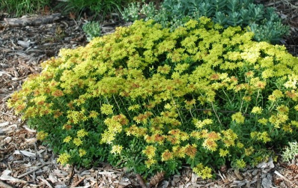 Sedum kamtschatikum