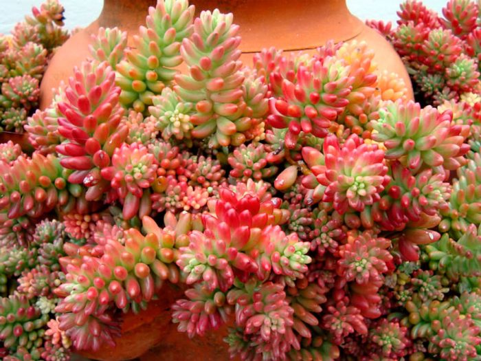 Sedum rubrotinctum