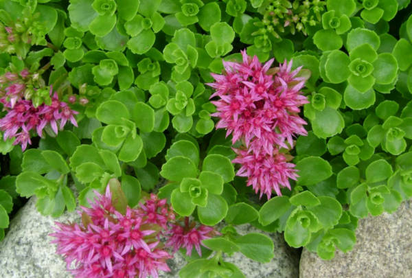 Sedum spurium