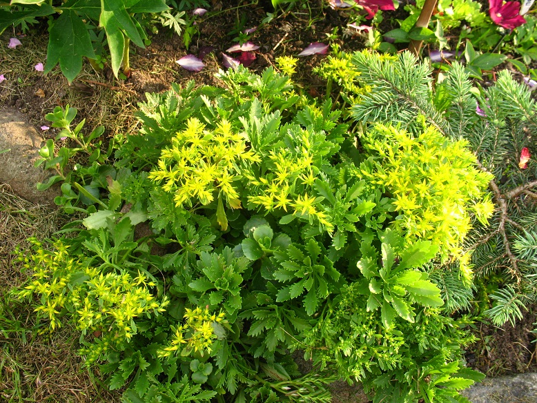 Sedum middendorfianum