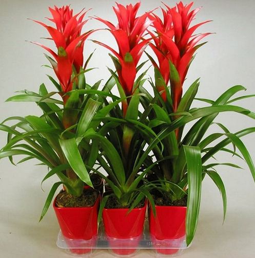 Guzmania