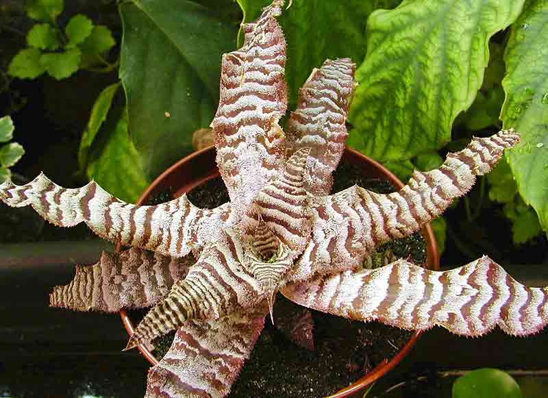 Cryptanthus