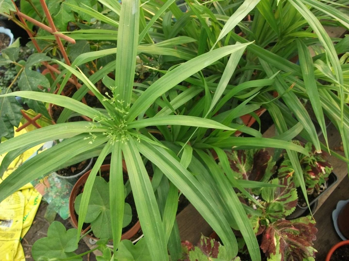 Cyperus de uitgestrekte