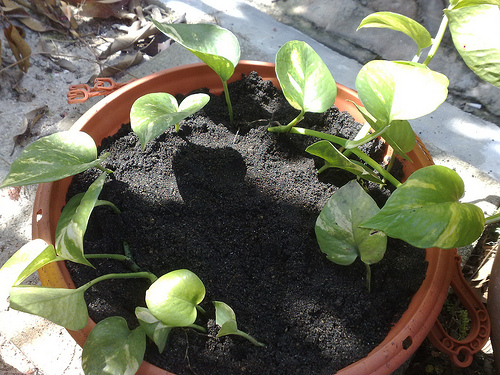 Stekken planten in de grond