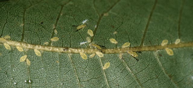 Aphids