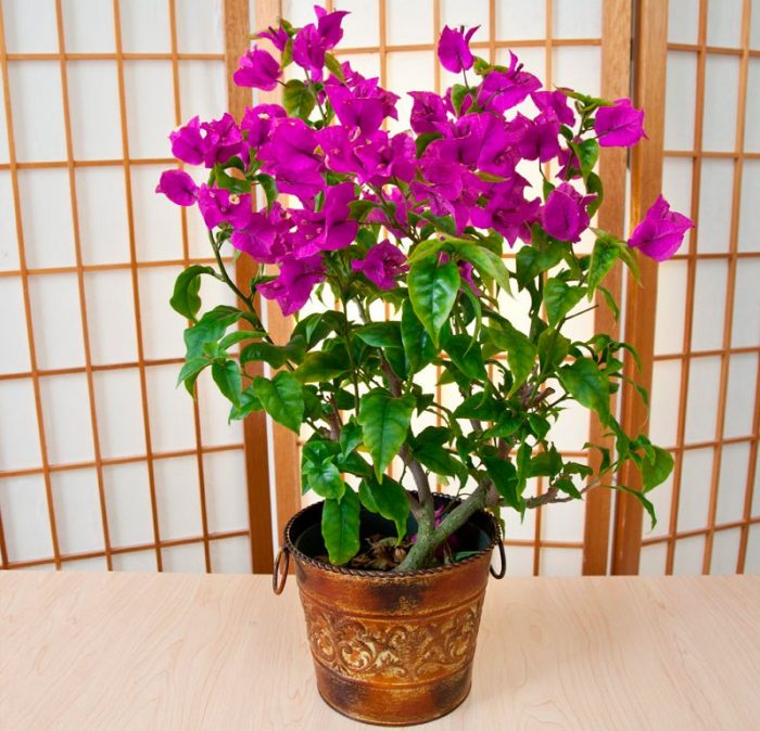 Bougainvillea Naked