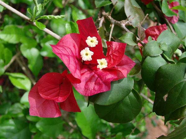 Bougainville Fantastisk