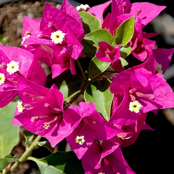 Bougainvillea peruvian