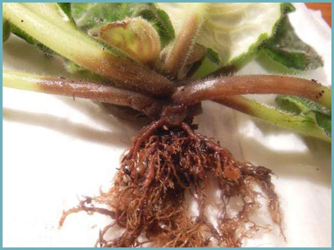 Root rot